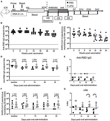 Boosting Vaccine-Elicited Respiratory Mucosal and Systemic COVID-19 Immunity in Mice With the Oral Lactobacillus plantarum